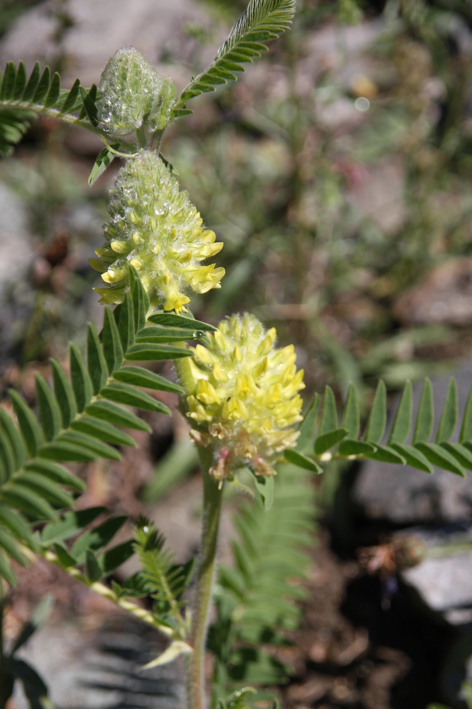 Astragalus alopecurus